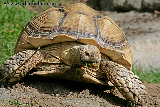 spurred_tortoise-03.jpg