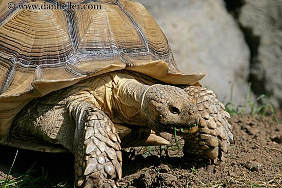 spurred_tortoise-04.jpg