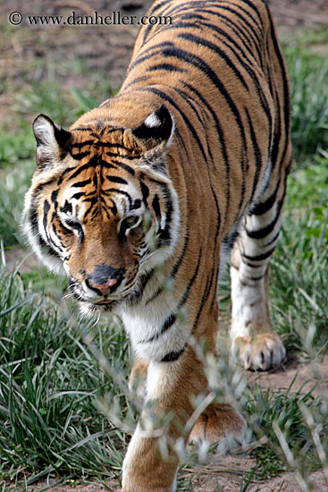 sumatran-tiger-1.jpg