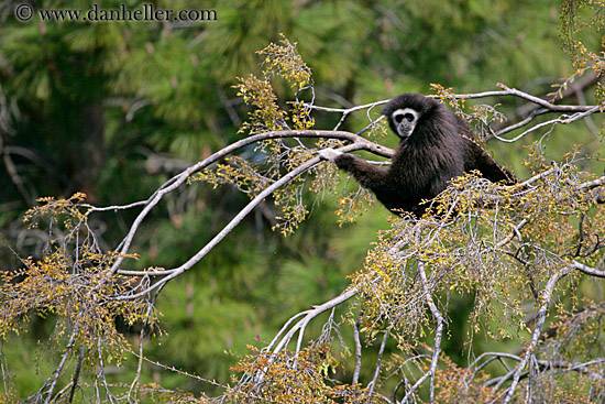 white_handed-gibbon-01.jpg