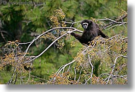 images/California/OaklandZoo/Animals/white_handed-gibbon-01.jpg