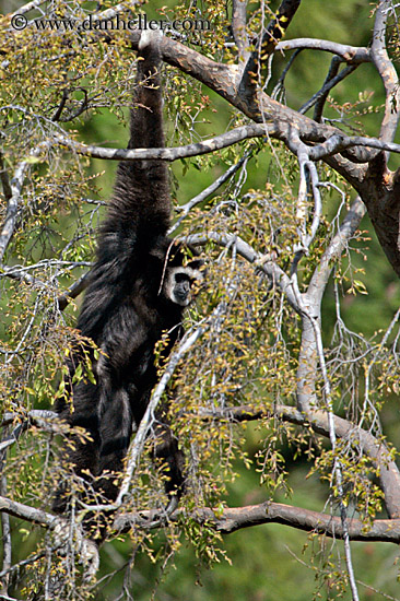 white_handed-gibbon-02.jpg