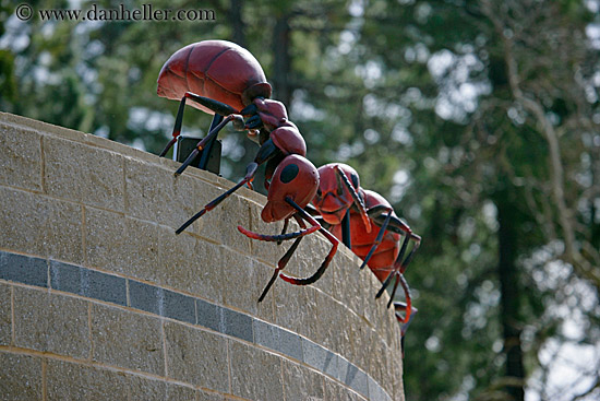 ants-on-wall.jpg