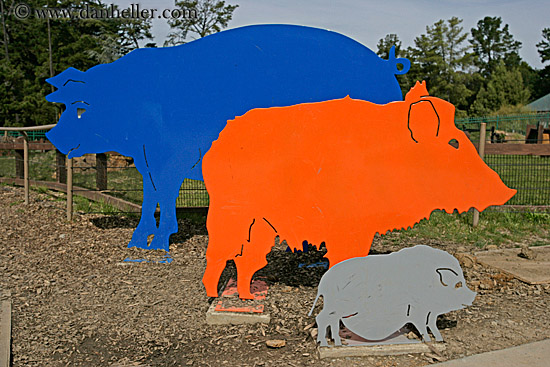 colored-pigs.jpg