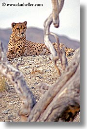 animals, california, cats, cheetah, mountains, nature, palm springs, vertical, west coast, western usa, photograph