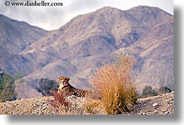 animals, california, cats, cheetah, horizontal, mountains, nature, palm springs, west coast, western usa, photograph