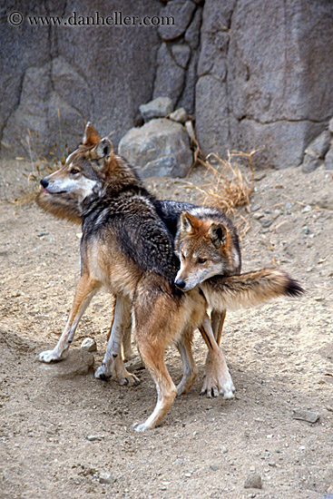 mexican-wolves.jpg