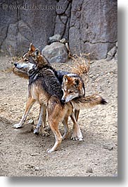 california, mexican, palm springs, vertical, west coast, western usa, wolves, photograph