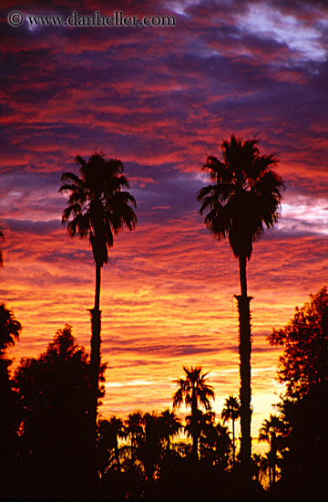 palm_trees-n-sunrise-1.jpg