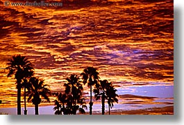 images/California/PalmSprings/palm_trees-n-sunrise-3.jpg
