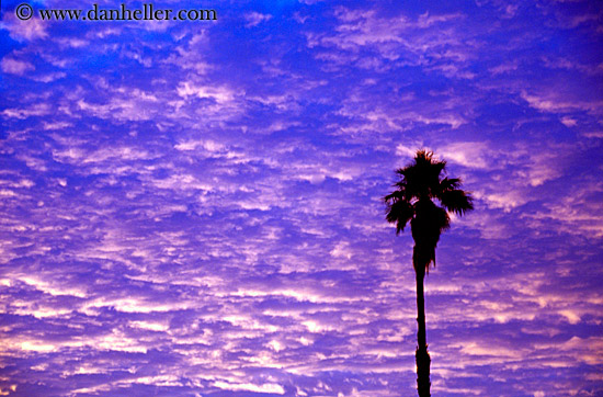 palm_trees-n-sunrise-4.jpg