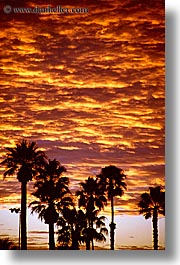 california, palm springs, palm trees, sunrise, vertical, west coast, western usa, photograph