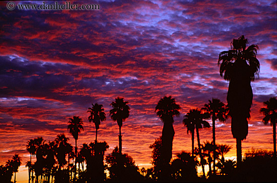 palm_trees-n-sunrise-6.jpg