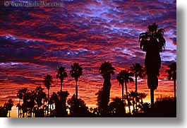 california, horizontal, palm springs, palm trees, sunrise, west coast, western usa, photograph