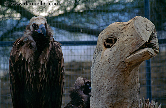 vulture-n-stump.jpg