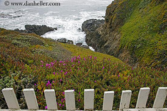 fence-ice_plant-n-ocean.jpg