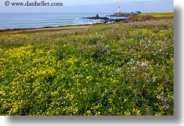 images/California/PigeonPointLighthouse/lighthouse-n-greenery-03.jpg