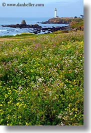 images/California/PigeonPointLighthouse/lighthouse-n-greenery-04.jpg