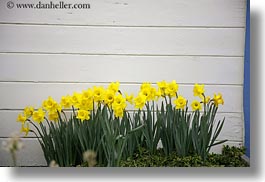 images/California/PigeonPointLighthouse/yellow-daffodils.jpg