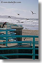 images/California/SanDiego/Beaches/beach-bars-pigeons.jpg
