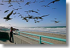 images/California/SanDiego/Beaches/pigeon-feeding-2.jpg