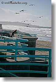 images/California/SanDiego/Beaches/pigeon-feeding-3.jpg