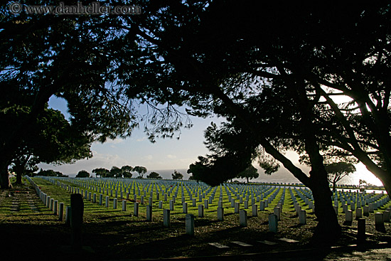 military-cemetary-n-trees-3.jpg