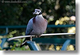 images/California/SanDiego/Zoo/bird-1.jpg