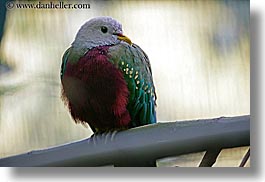 images/California/SanDiego/Zoo/bird-2.jpg
