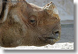 images/California/SanDiego/Zoo/black-rhinoceros-3.jpg