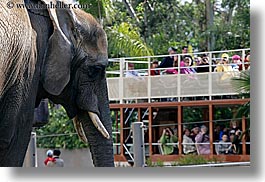 images/California/SanDiego/Zoo/elephant-n-tour-bus-1.jpg