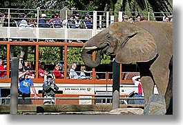 images/California/SanDiego/Zoo/elephant-n-tour-bus-3.jpg