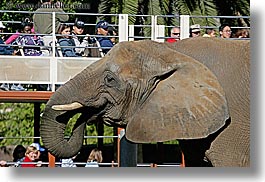 images/California/SanDiego/Zoo/elephant-n-tour-bus-4.jpg