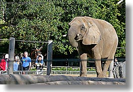 images/California/SanDiego/Zoo/elephant-n-tourists-1.jpg