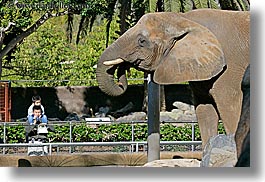 images/California/SanDiego/Zoo/elephant-n-tourists-2.jpg