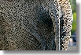 images/California/SanDiego/Zoo/elephant-tail.jpg
