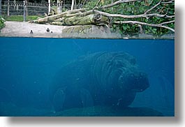 images/California/SanDiego/Zoo/hippopotamus-under-water-1.jpg