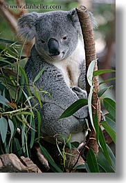 images/California/SanDiego/Zoo/koala-bear-2.jpg