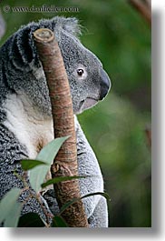images/California/SanDiego/Zoo/koala-bear-3.jpg