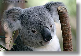 images/California/SanDiego/Zoo/koala-bear-5.jpg