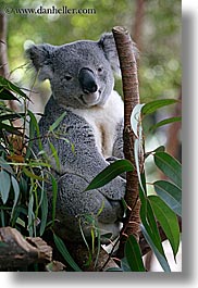 images/California/SanDiego/Zoo/koala-bear-6.jpg