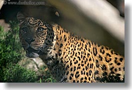 images/California/SanDiego/Zoo/leopard-1.jpg