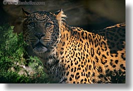 images/California/SanDiego/Zoo/leopard-2.jpg