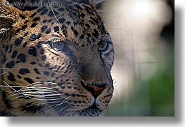 images/California/SanDiego/Zoo/leopard-3.jpg