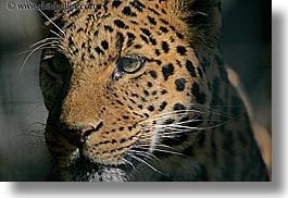 images/California/SanDiego/Zoo/leopard-4.jpg