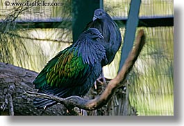 images/California/SanDiego/Zoo/nicobar-pigeon-1.jpg