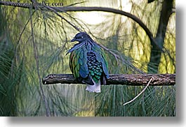 images/California/SanDiego/Zoo/nicobar-pigeon-2.jpg