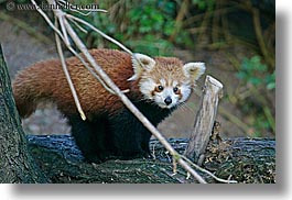 images/California/SanDiego/Zoo/red-panda-1.jpg