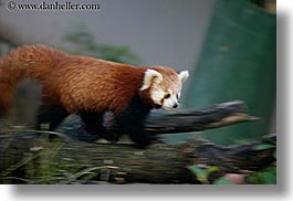 images/California/SanDiego/Zoo/red-panda-2.jpg
