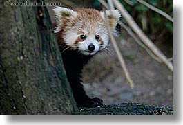 images/California/SanDiego/Zoo/red-panda-3.jpg